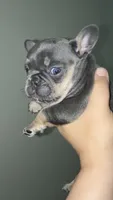 Roxy, a female French Bulldog for sale in Bronx, NY – 2 of 6