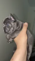 Ocean, a female French Bulldog for sale in Bronx, NY – 2 of 5