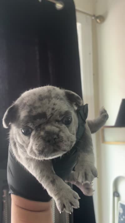 Nalu, a female French Bulldog for sale in Bronx, NY – 2 of 2