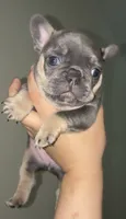 Roxy, a female French Bulldog for sale in Bronx, NY – 5 of 6