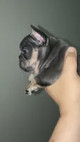 Roxy, a female French Bulldog for sale in Bronx, NY – 3 of 6