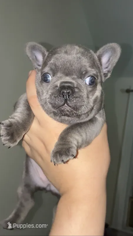 Ocean – French Bulldog puppy for sale in Bronx, NY