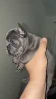 Ocean, a female French Bulldog for sale in Bronx, NY – 3 of 5