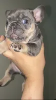 Roxy, a female French Bulldog for sale in Bronx, NY – 4 of 6