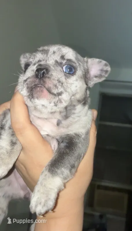 Nalu – French Bulldog puppy for sale in Bronx, NY