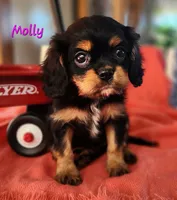 Molly, a female Cavalier King Charles Spaniel for sale in Hubbardston, MI – 2 of 5