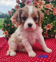 Max, a male Cavalier King Charles Spaniel for sale in Hubbardston, MI – 2 of 5