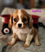 Sophia, a female Cavalier King Charles Spaniel for sale in Hubbardston, MI – 2 of 4