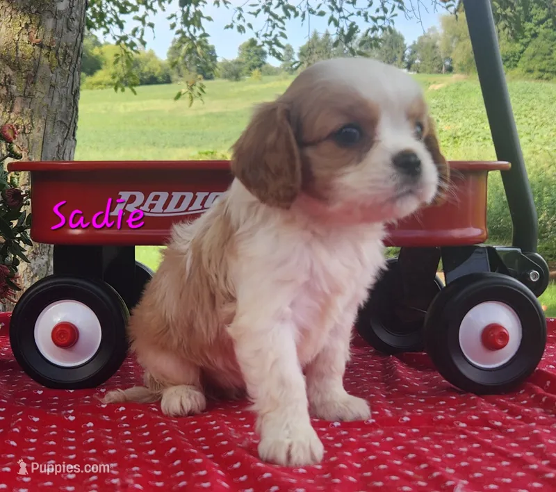 Sadie – Cavalier King Charles Spaniel puppy for sale in Hubbardston, MI