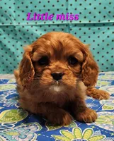 little miss, a female Cavalier King Charles Spaniel for sale in Hubbardston, MI – Photo 2 of 3