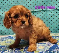little miss, a female Cavalier King Charles Spaniel for sale in Hubbardston, MI – Photo 3 of 3
