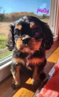 Molly, a female Cavalier King Charles Spaniel for sale in Hubbardston, MI – 5 of 5