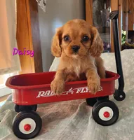 Daisy, a female Cavalier King Charles Spaniel for sale in Hubbardston, MI – 4 of 4