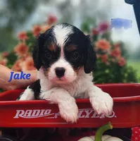Jake, a male Cavalier King Charles Spaniel for sale in Hubbardston, MI – 3 of 5