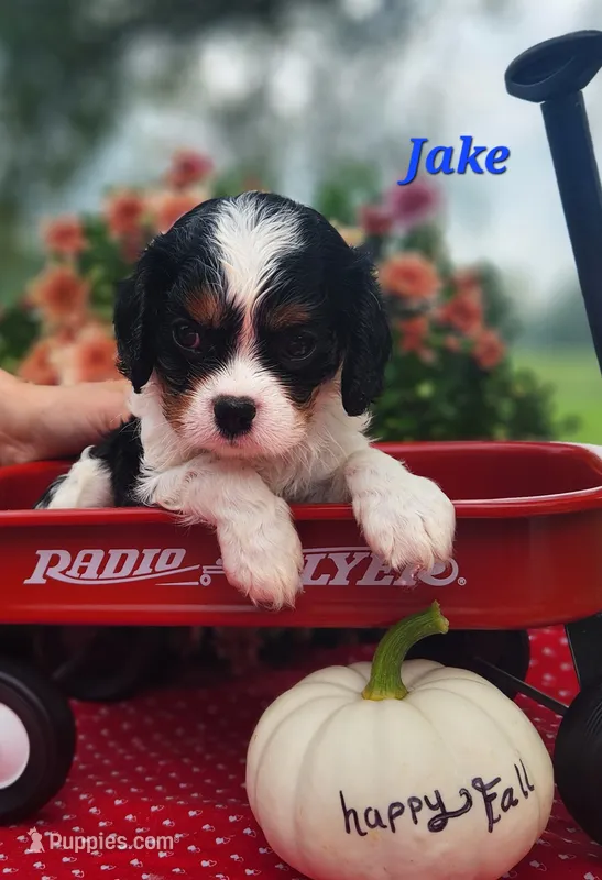 Jake – Cavalier King Charles Spaniel puppy for sale in Hubbardston, MI