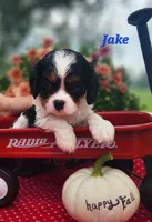 Jake, a male Cavalier King Charles Spaniel for sale in Hubbardston, MI – 1 of 5