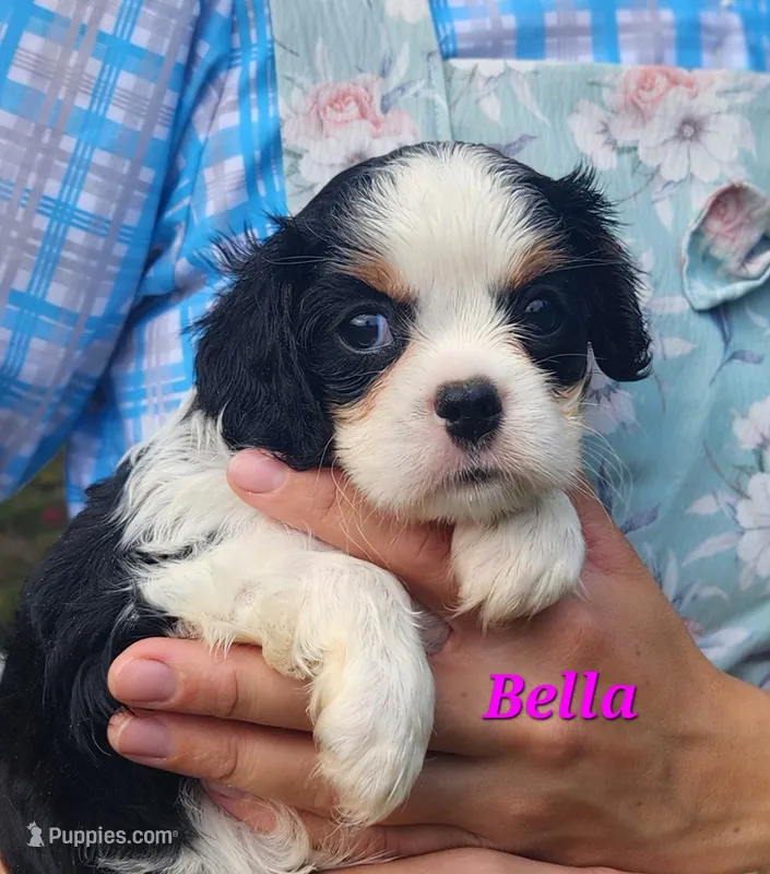 Bella – Cavalier King Charles Spaniel puppy for sale in Hubbardston, MI