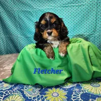 Fletcher, a male Cavalier King Charles Spaniel for sale in Hubbardston, MI – Photo 3 of 3