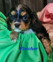 Fletcher, a male Cavalier King Charles Spaniel for sale in Hubbardston, MI – Photo 2 of 3