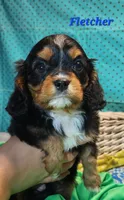 Fletcher, a male Cavalier King Charles Spaniel for sale in Hubbardston, MI – Photo 1 of 3