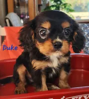 Duke, a male Cavalier King Charles Spaniel for sale in Hubbardston, MI – 3 of 4