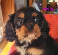 Molly, a female Cavalier King Charles Spaniel for sale in Hubbardston, MI – 4 of 5