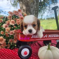 Sadie, a female Cavalier King Charles Spaniel for sale in Hubbardston, MI – 6 of 6