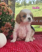 Sadie, a female Cavalier King Charles Spaniel for sale in Hubbardston, MI – 5 of 6