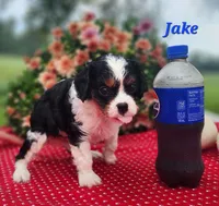 Jake, a male Cavalier King Charles Spaniel for sale in Hubbardston, MI – 4 of 5