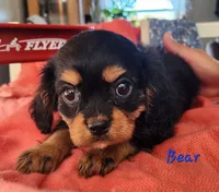 Bear, a male Cavalier King Charles Spaniel for sale in Hubbardston, MI – 4 of 5