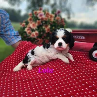Lola, a female Cavalier King Charles Spaniel for sale in Hubbardston, MI – 4 of 4