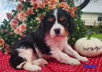 Duke, a male Cavalier King Charles Spaniel for sale in Hubbardston, MI – 2 of 4