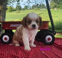 Sadie, a female Cavalier King Charles Spaniel for sale in Hubbardston, MI – 2 of 6