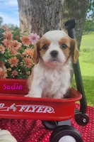 Sadie, a female Cavalier King Charles Spaniel for sale in Hubbardston, MI – 4 of 6