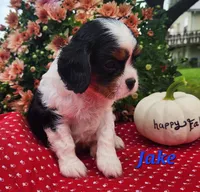 Jake, a male Cavalier King Charles Spaniel for sale in Hubbardston, MI – 5 of 5