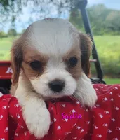 Sadie, a female Cavalier King Charles Spaniel for sale in Hubbardston, MI – 3 of 6
