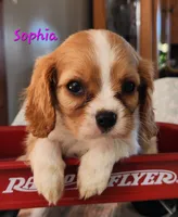 Sophia, a female Cavalier King Charles Spaniel for sale in Hubbardston, MI – 1 of 4