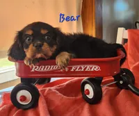 Bear, a male Cavalier King Charles Spaniel for sale in Hubbardston, MI – 3 of 5