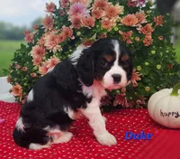 Duke, a male Cavalier King Charles Spaniel for sale in Hubbardston, MI – 3 of 4
