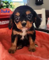 Duke, a male Cavalier King Charles Spaniel for sale in Hubbardston, MI – 4 of 4
