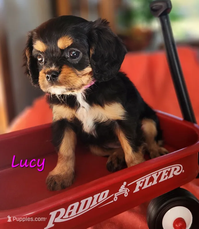 lucy – Cavalier King Charles Spaniel puppy for sale in Hubbardston, MI