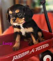 lucy, a female Cavalier King Charles Spaniel for sale in Hubbardston, MI – 1 of 3