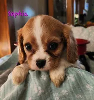 Sophia, a female Cavalier King Charles Spaniel for sale in Hubbardston, MI – 3 of 4