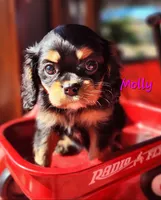 Molly, a female Cavalier King Charles Spaniel for sale in Hubbardston, MI – 3 of 5