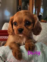 Daisy, a female Cavalier King Charles Spaniel for sale in Hubbardston, MI – 1 of 4