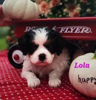 Lola, a female Cavalier King Charles Spaniel for sale in Hubbardston, MI – 1 of 4