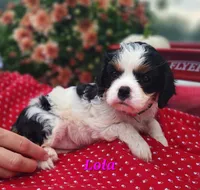 Lola, a female Cavalier King Charles Spaniel for sale in Hubbardston, MI – 2 of 4