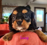 lucy, a female Cavalier King Charles Spaniel for sale in Hubbardston, MI – 2 of 3