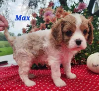 Max, a male Cavalier King Charles Spaniel for sale in Hubbardston, MI – 5 of 5