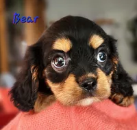 Bear, a male Cavalier King Charles Spaniel for sale in Hubbardston, MI – 5 of 5